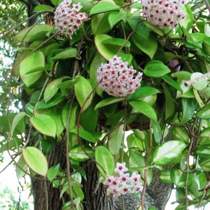  Hoya Carnosa Plant