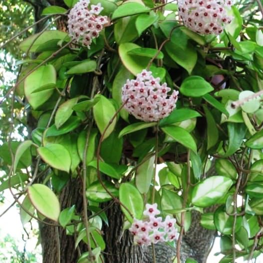  Hoya Carnosa Plant