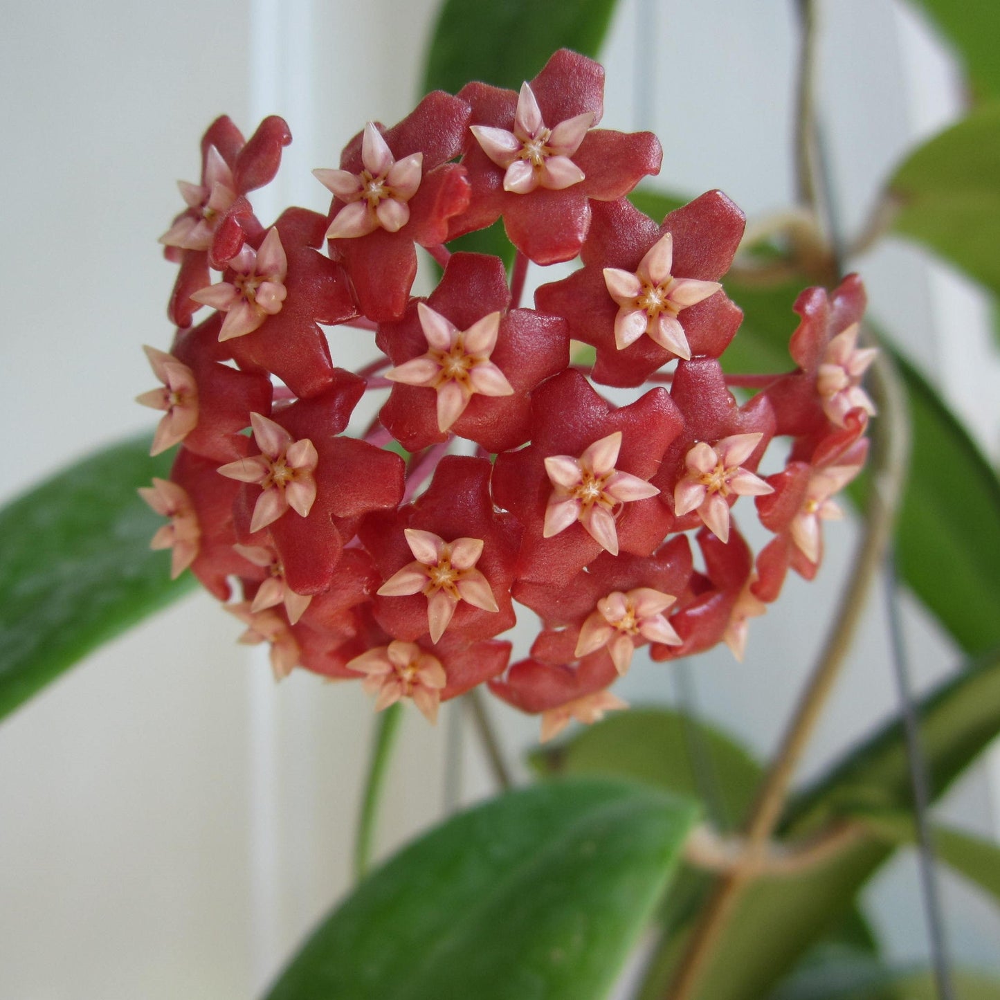  Hoya Ilagiorum Plant