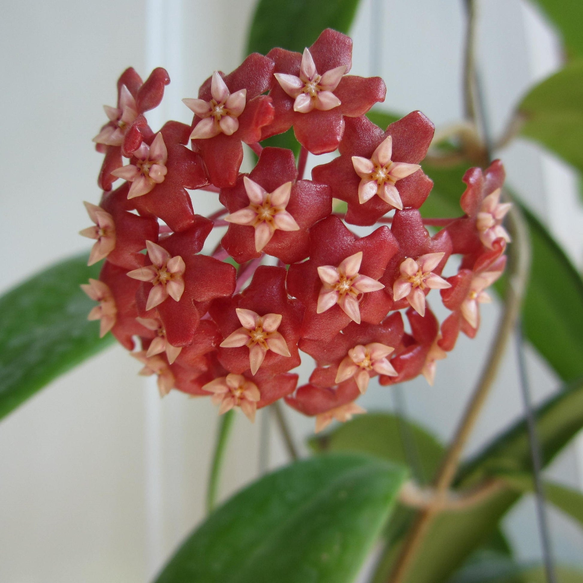  Hoya Ilagiorum Plant