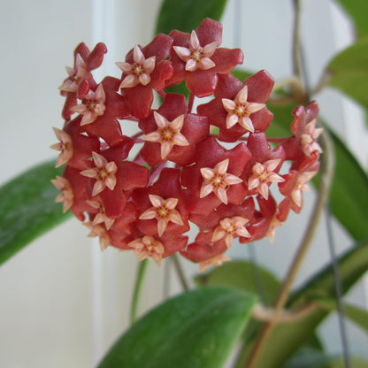  Hoya Ilagiorum Plant