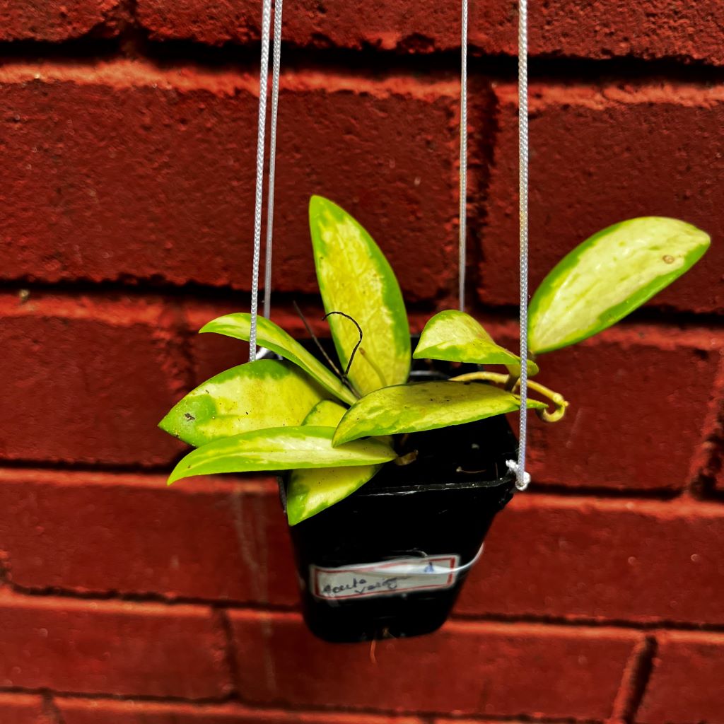  Hoya Acuta Variegated Plant