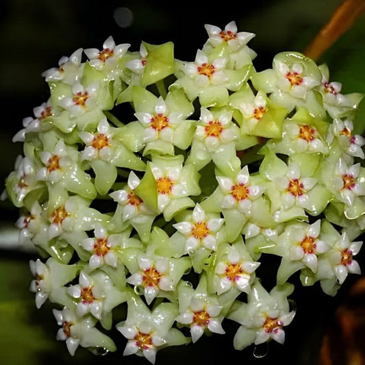  Hoya Acuta Variegated Plant
