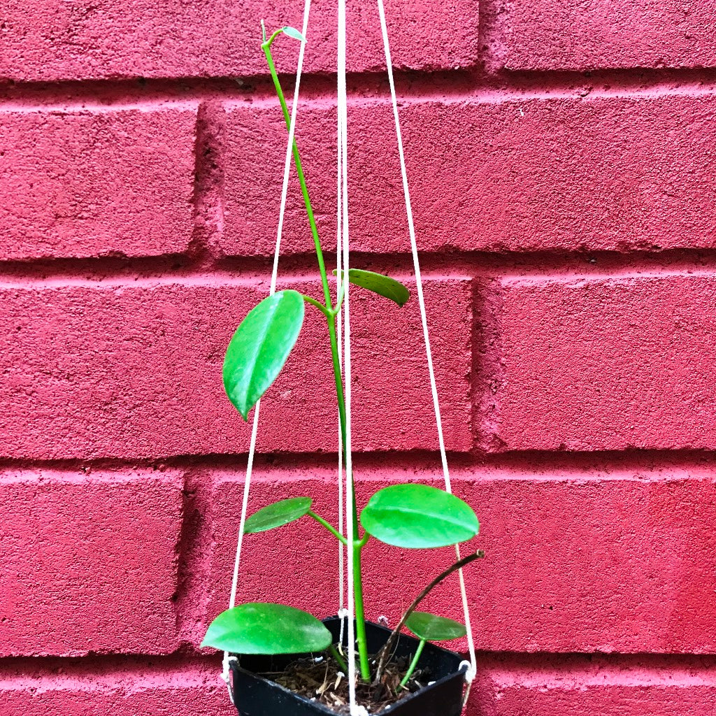  Hoya Affinis Plant