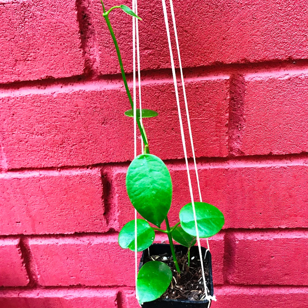  Hoya Affinis Plant