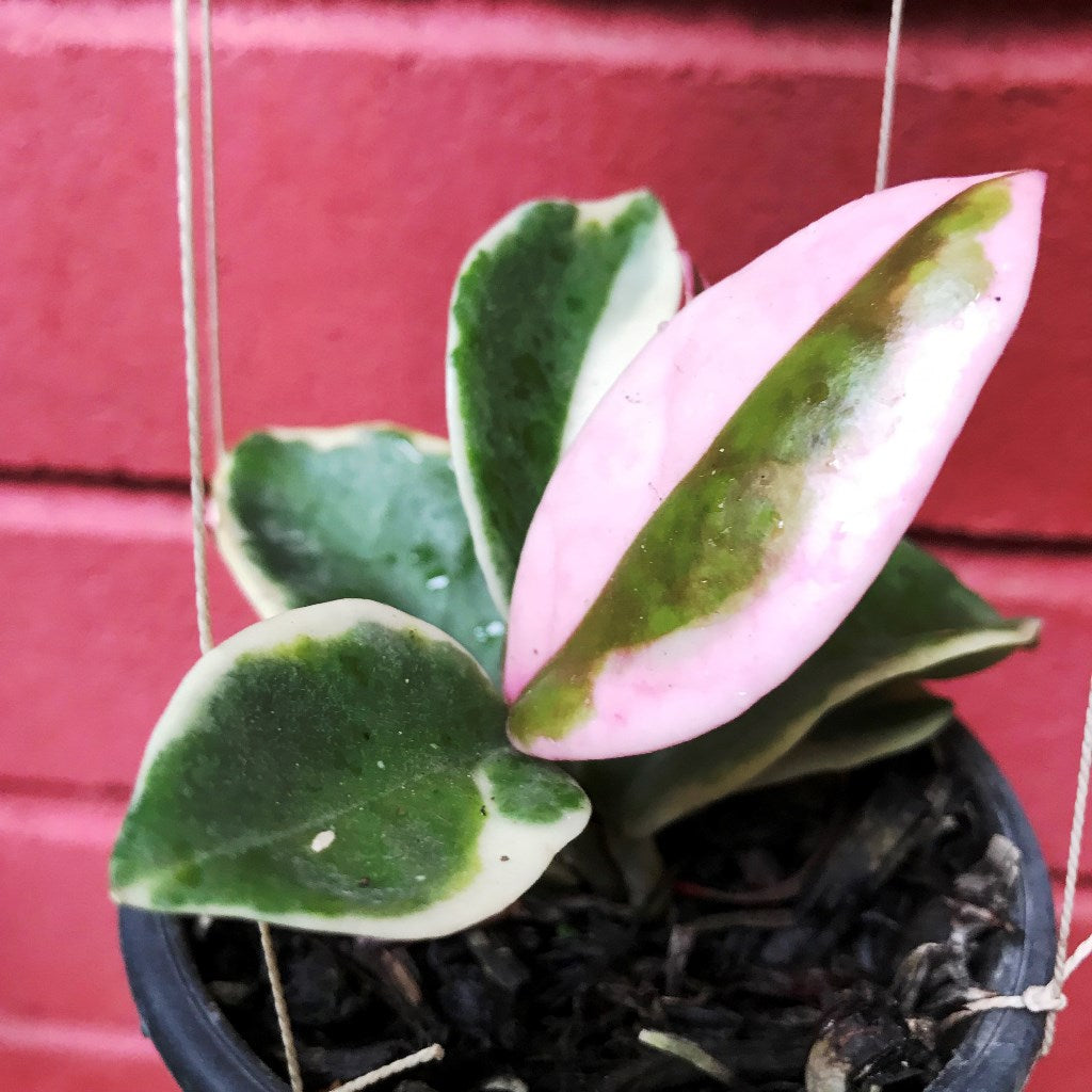  Hoya Carnosa Albomarginata Plant