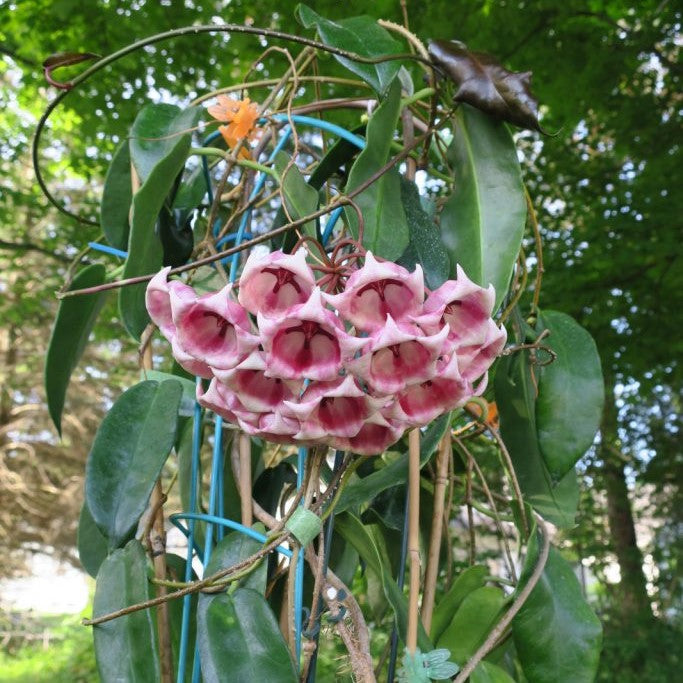  Hoya Archboldiana Pink Plant