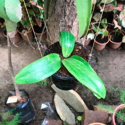  Hoya Ilagiorum Plant