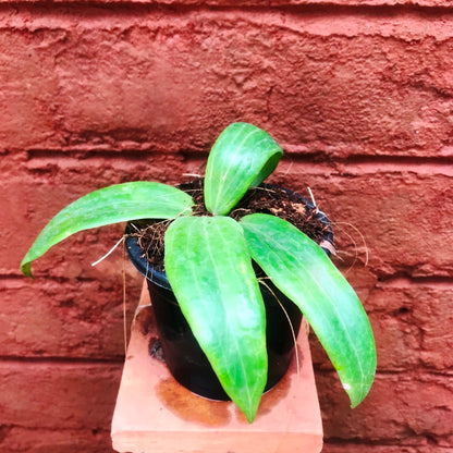  Hoya Ilagiorum Plant