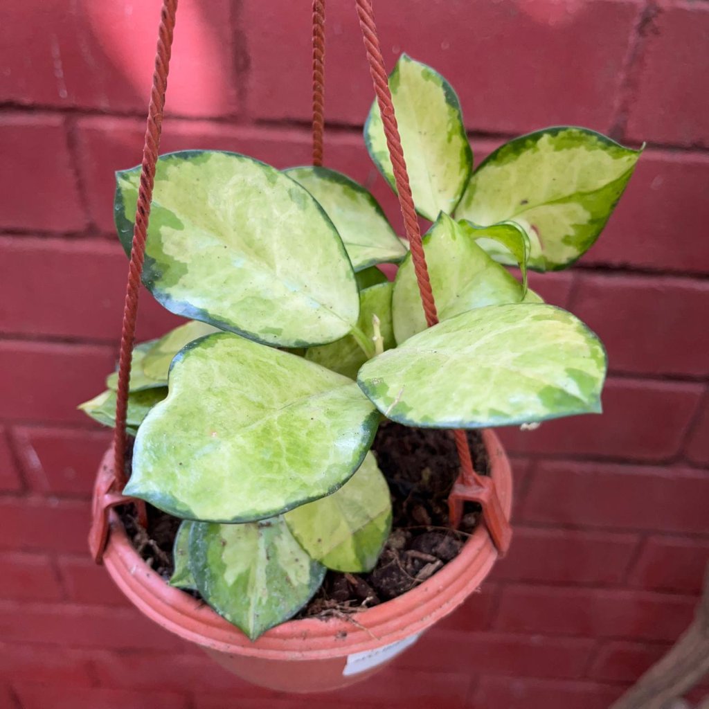  Hoya Australis 'Lisa' Plant