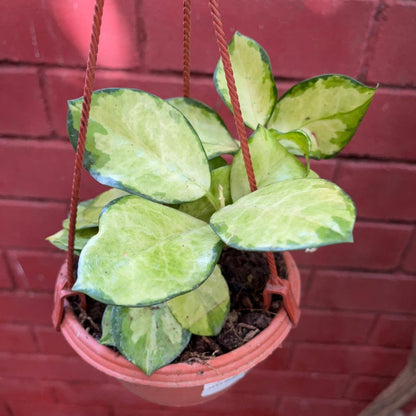  Hoya Australis 'Lisa' Plant