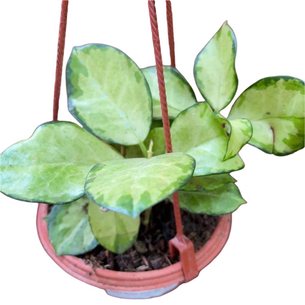  Hoya Australis 'Lisa' Plant