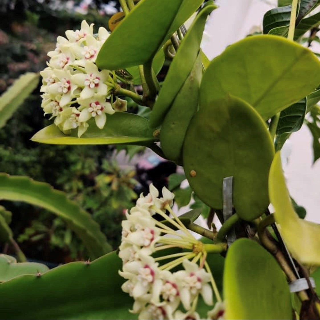  Hoya Australis Plant