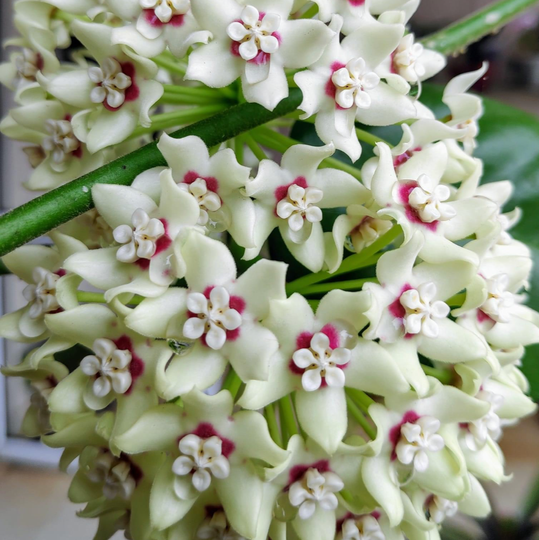  Hoya Australis Plant