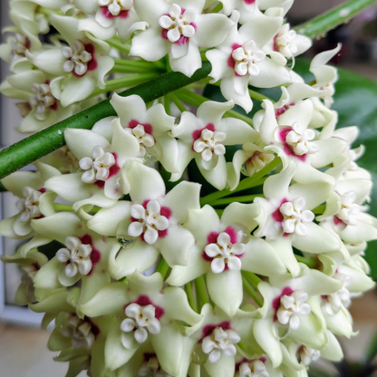  Hoya Australis Plant