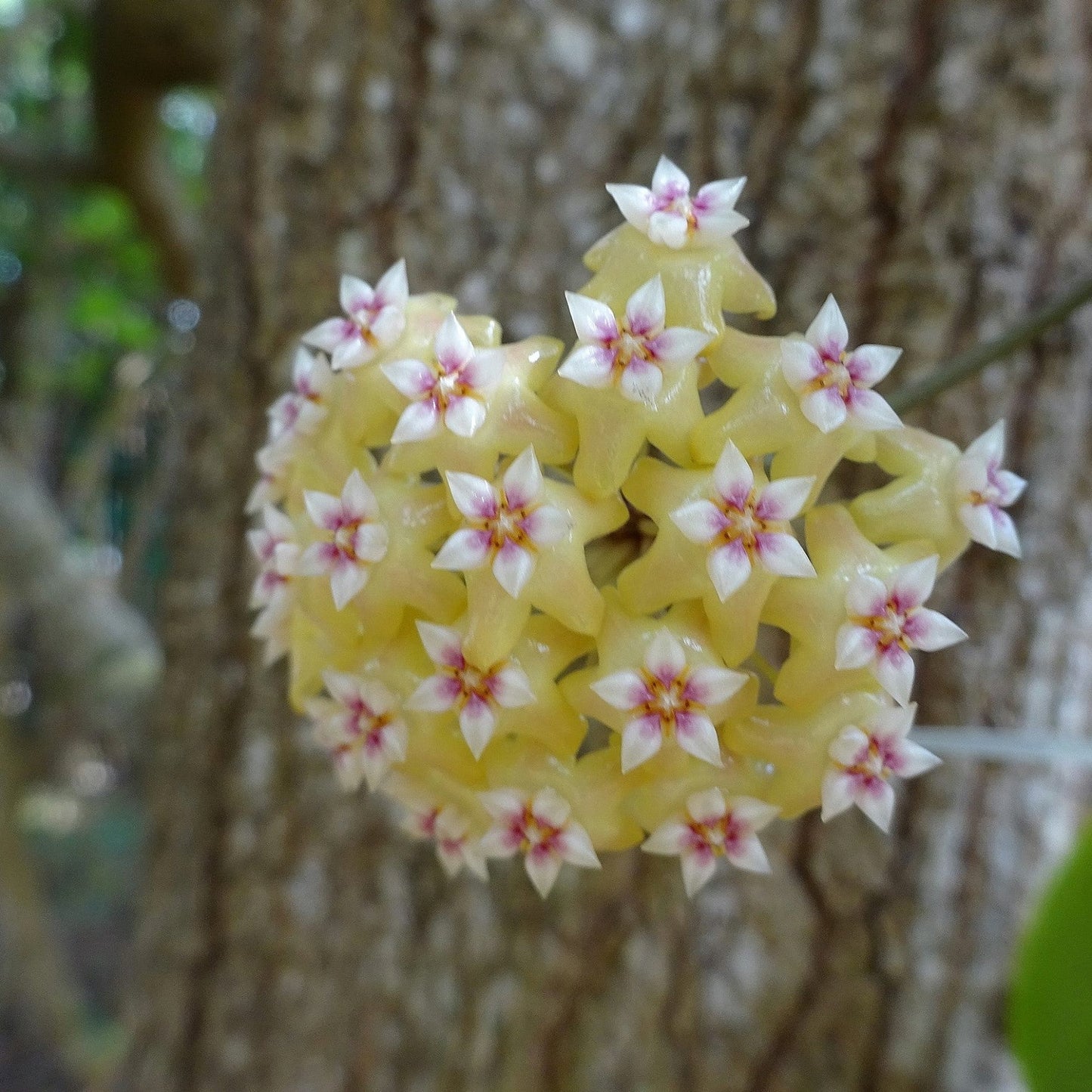  Hoya BP01 Plant