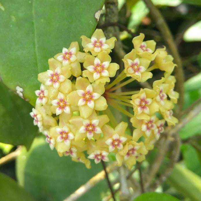  Hoya BP01 Plant