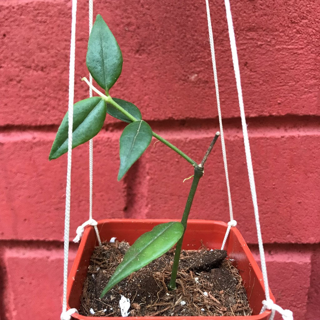  Hoya Bella Plant