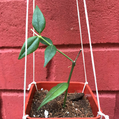  Hoya Bella Plant
