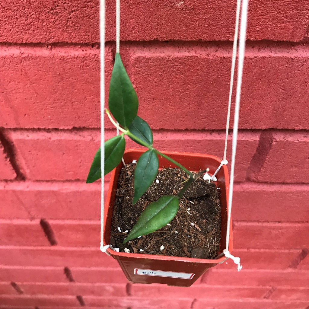  Hoya Bella Plant