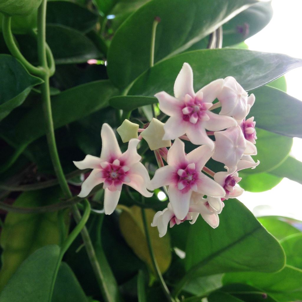  Hoya Bella Plant