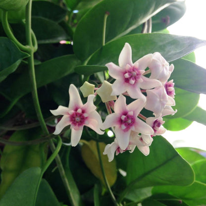  Hoya Bella Plant