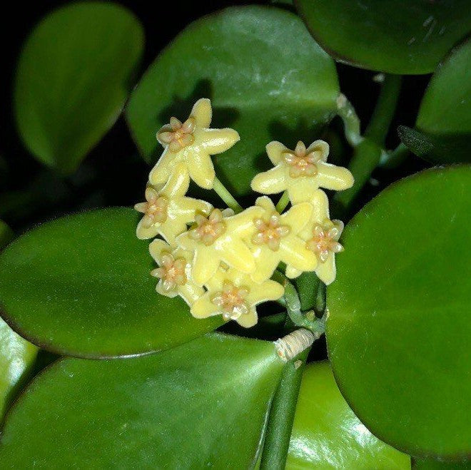  Hoya Biakensis Plant