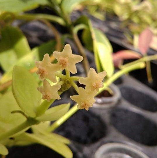  Hoya Biakensis Plant