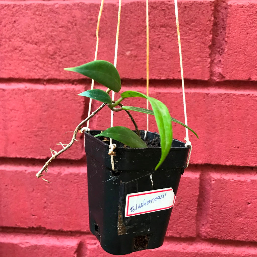  Hoya Blasherneazii Plant