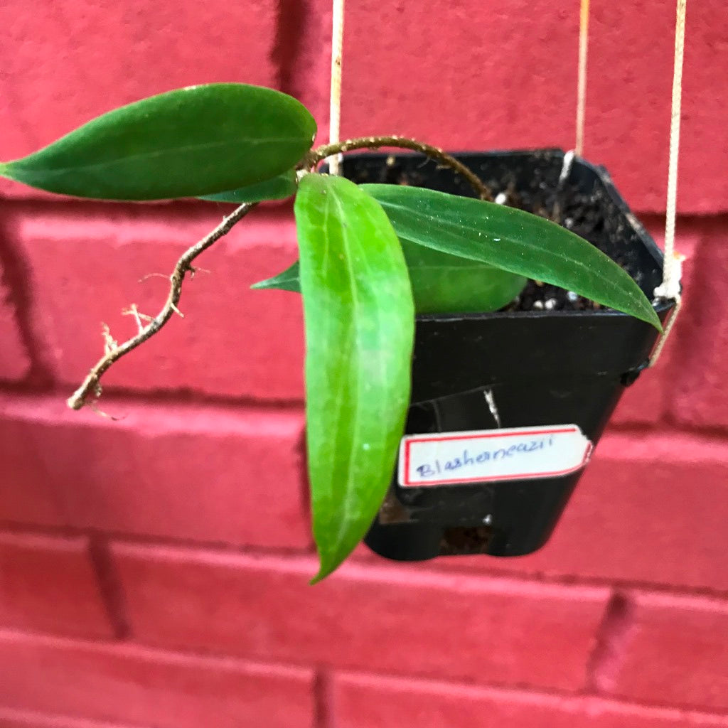  Hoya Blasherneazii Plant