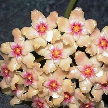  Hoya Bogor Plant