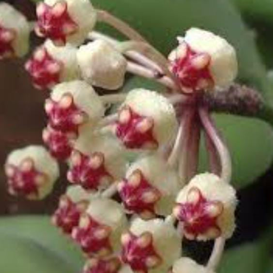  Hoya Brevialata Plant