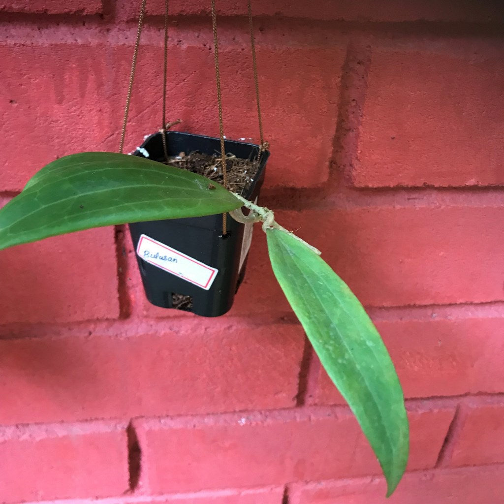  Hoya Bulusan Plant