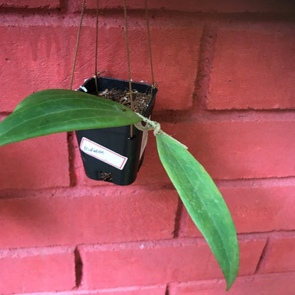  Hoya Bulusan Plant