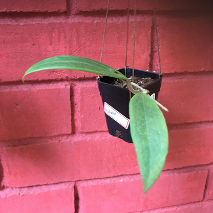  Hoya Bulusan Plant