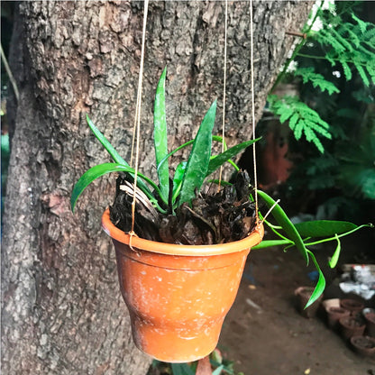 Dischidia Parasitica Plant