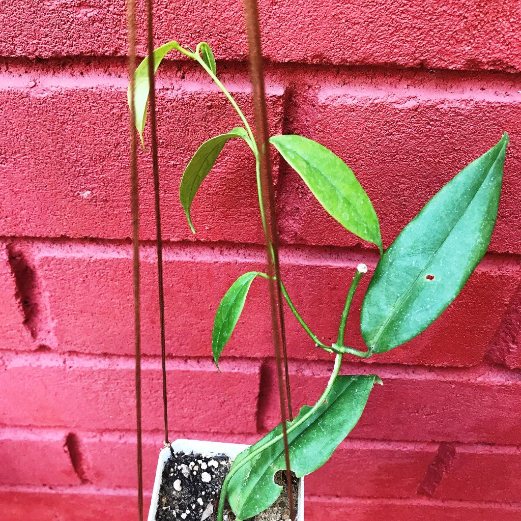  Hoya Buotii Plant