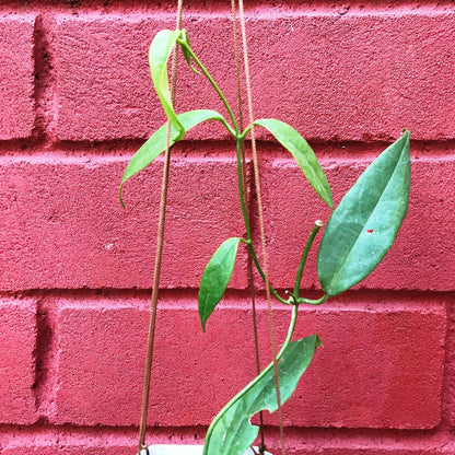  Hoya Buotii Plant
