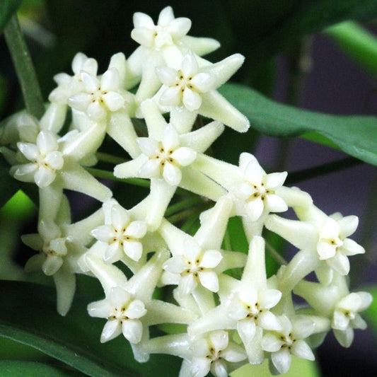  Hoya Cagayanensis Plant