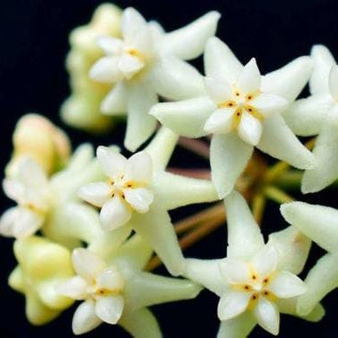  Hoya Cagayanensis Plant