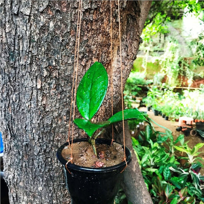  Hoya Carnosa Plant