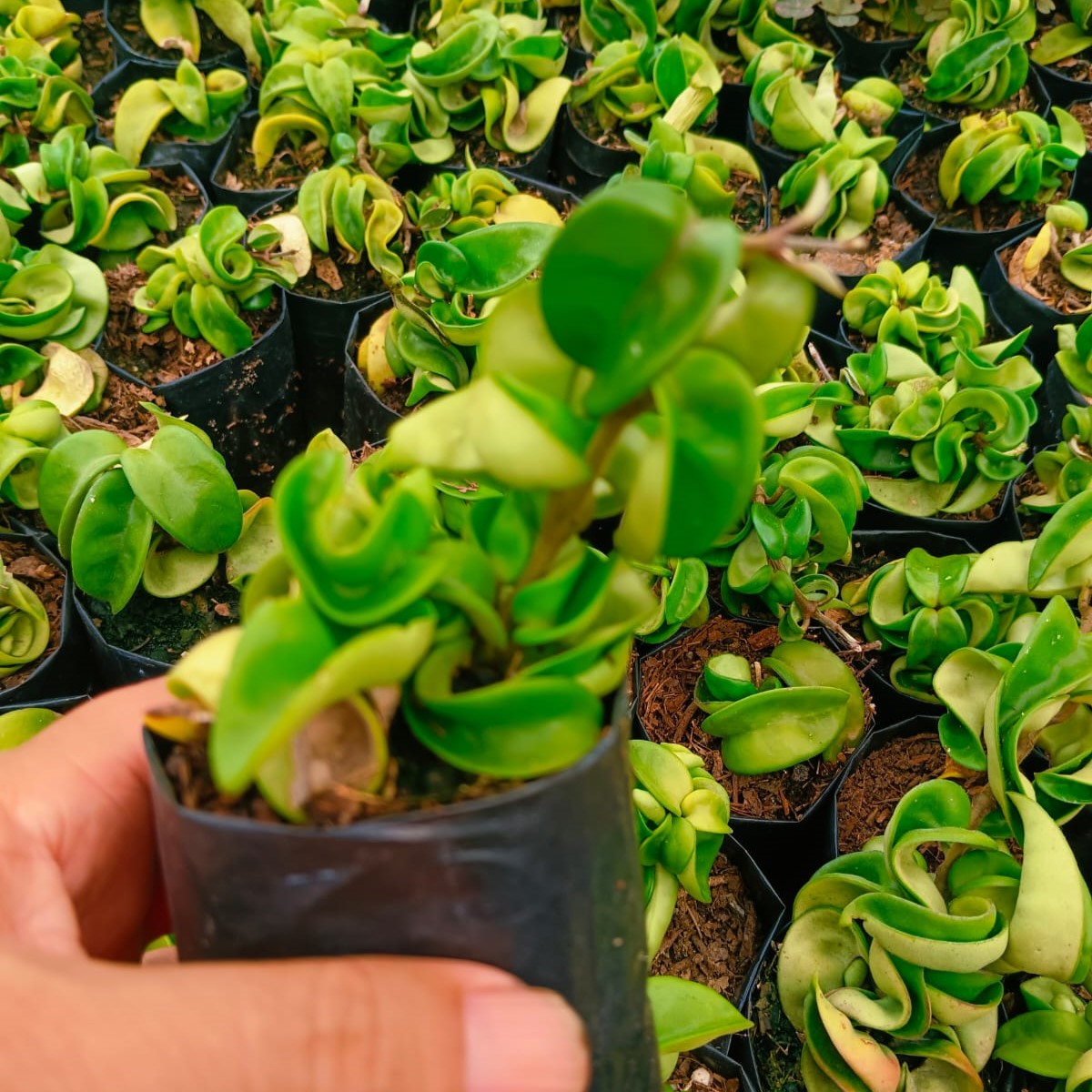  Hoya Carnosa Compacta Plant