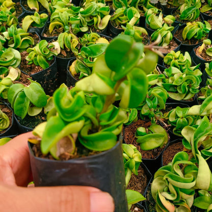  Hoya Carnosa Compacta Plant