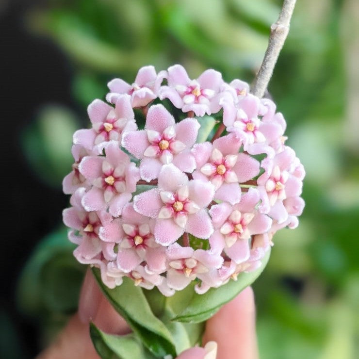  Hoya Carnosa Compacta Plant