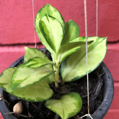  Hoya Krimson Princess Plant