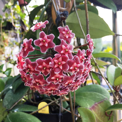  Hoya Carnosa Red Plant