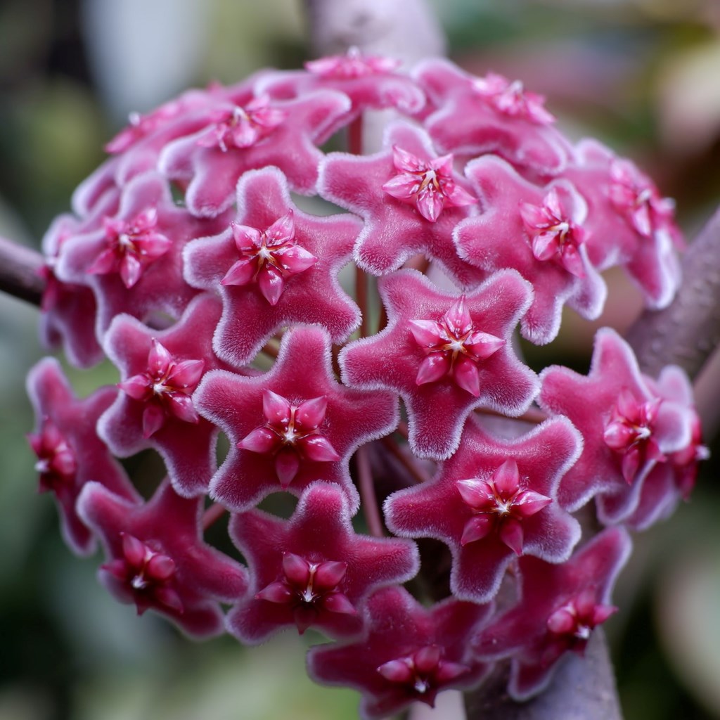  Hoya Carnosa Red Plant