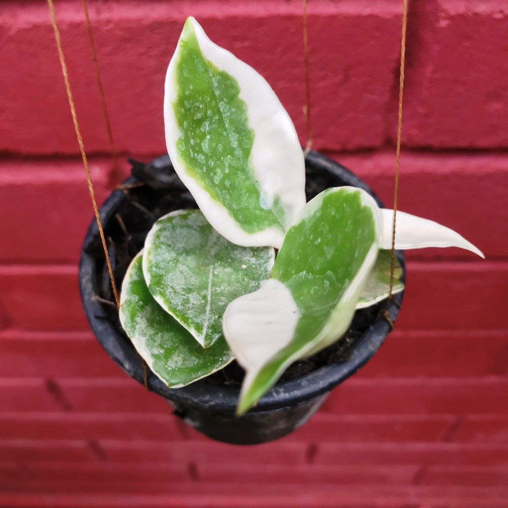  Hoya Carnosa Krimson Queen Variegata Plant