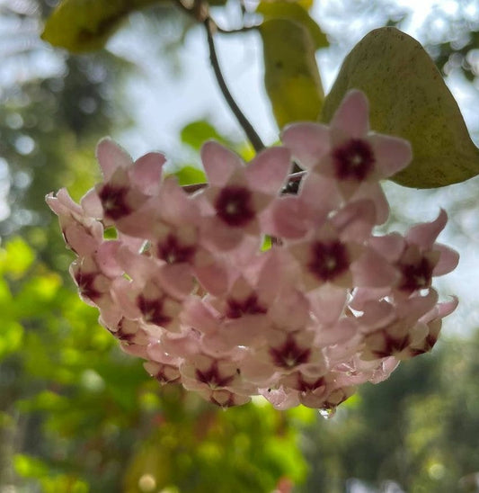  Hoya Carnosa Krimson Queen Variegata Plant