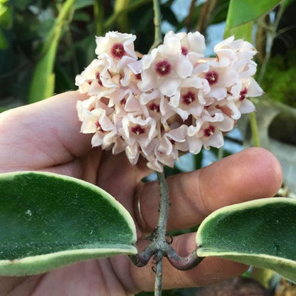  Hoya Krimson Princess Plant